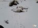 llama muere por nevada en Oruro