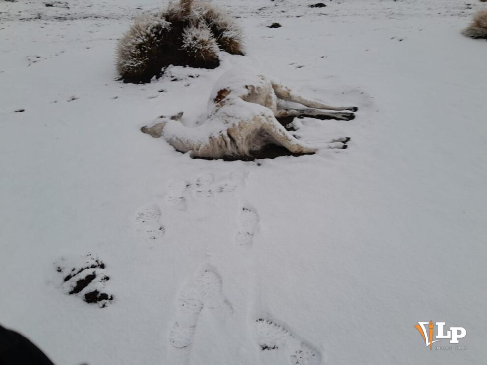 llama muere por nevada en Oruro