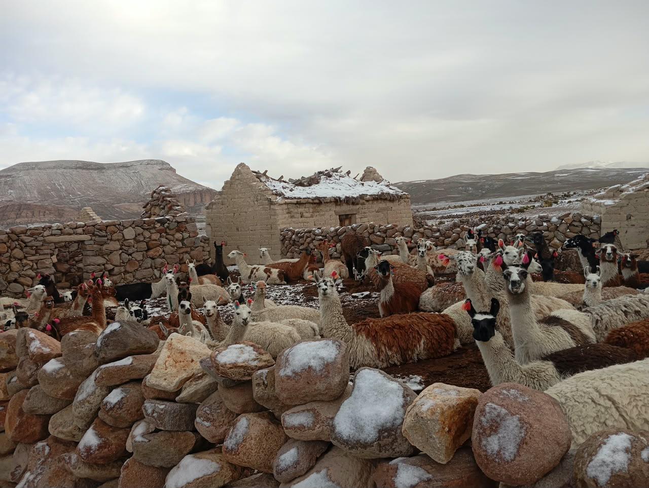 llamas