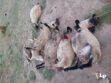 Ganado de Toledo muerto