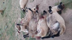 Ganado de Toledo muerto