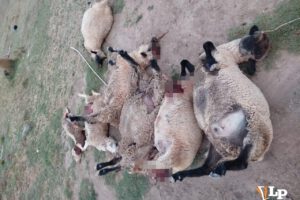 Ganado de Toledo muerto