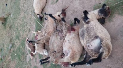 Ganado de Toledo muerto
