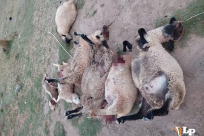 Ganado de Toledo muerto