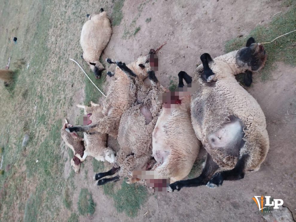 Ganado de Toledo muerto