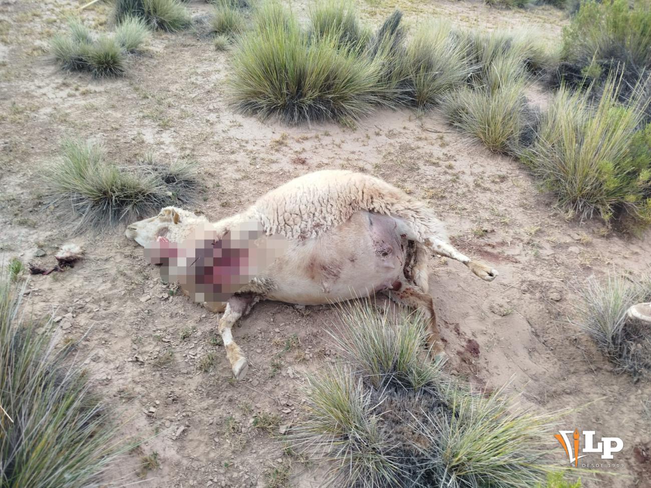 Ganado muerto de Toledo