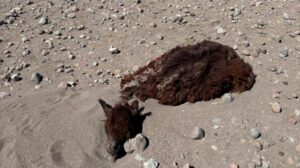 Ganado camélido muerto