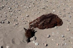Ganado camélido muerto