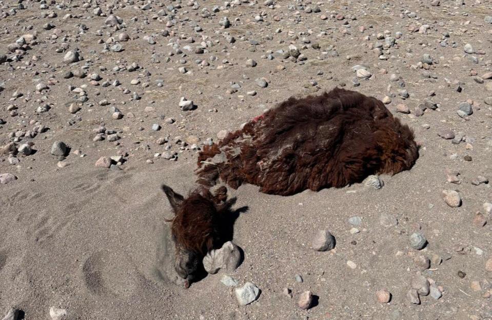 Ganado camélido muerto