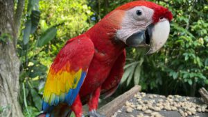 Guacamaya roja