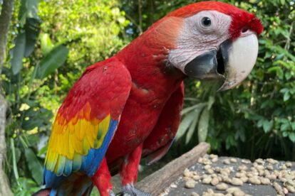 Guacamaya roja