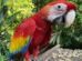 Guacamaya roja