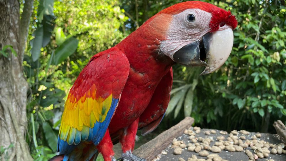 Guacamaya roja