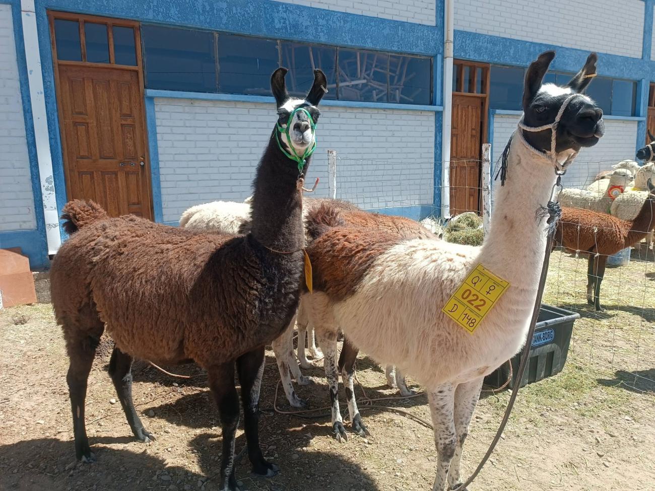 llamas Oruro