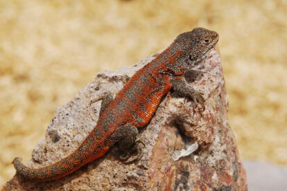 lagartija