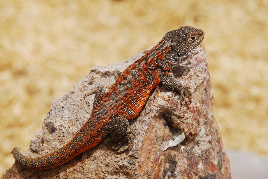 lagartija