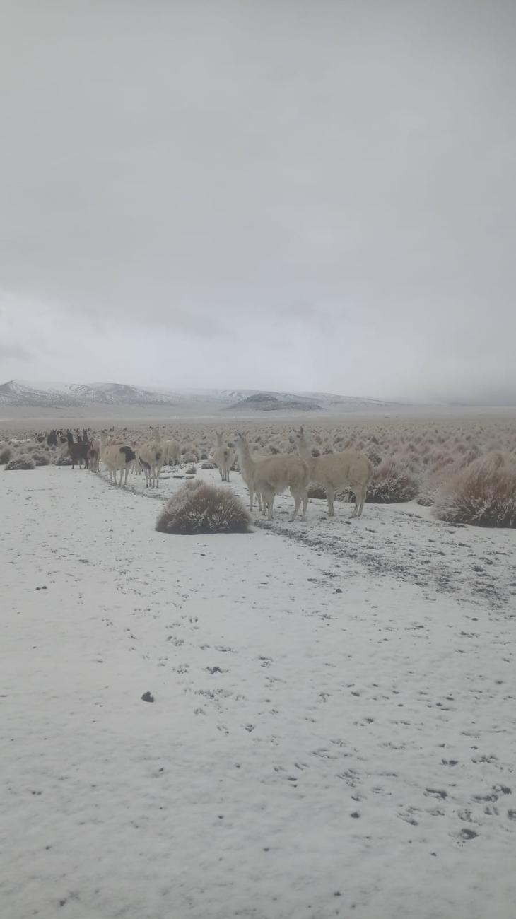 nevada en Oruro