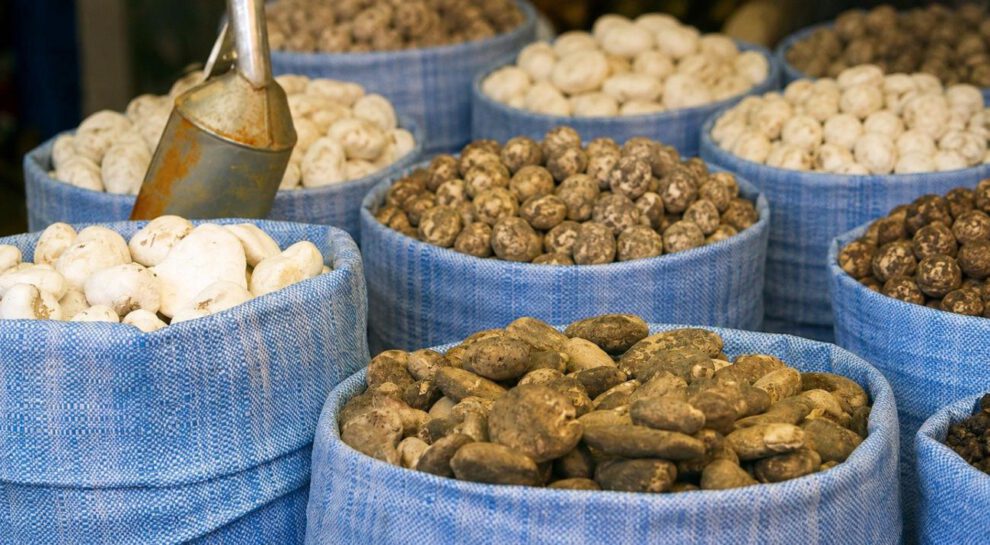 Variedad de chuño y tunta exhibidos en sacos