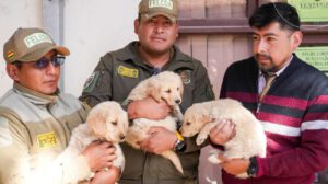 Imagen de los cachorros