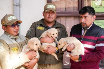 Imagen de los cachorros