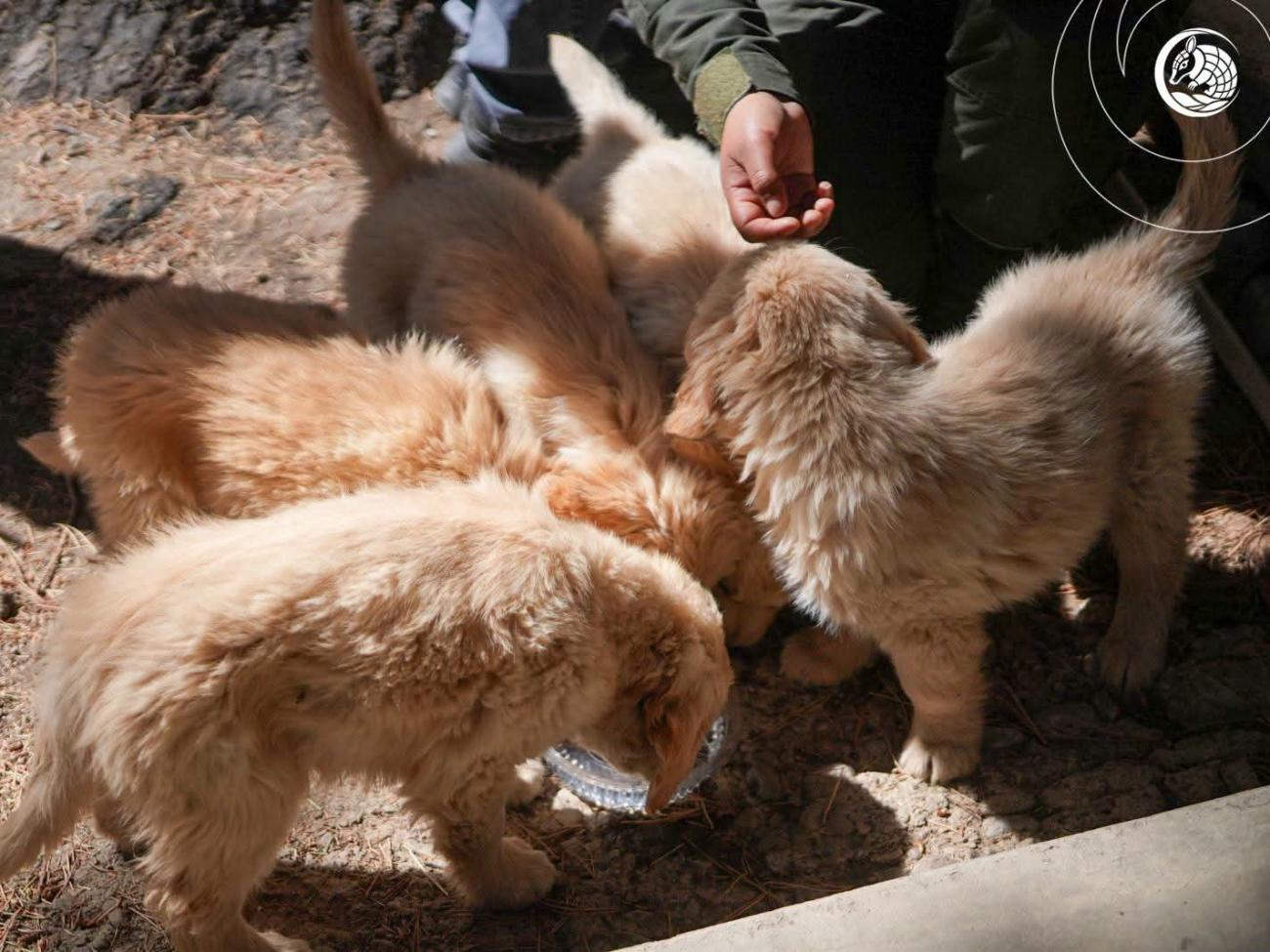 Imagen de los cachorros
