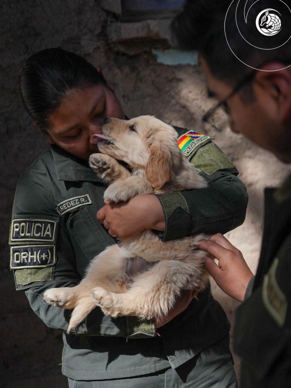 Imagen de lis cachorros