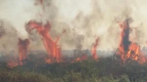 Incendio forestal en Santa Cruz