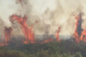 Incendio forestal en Santa Cruz