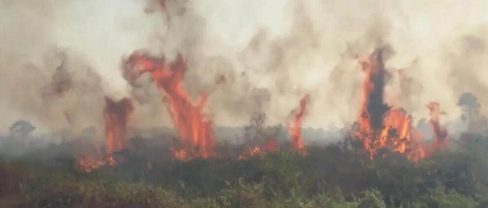 Incendio forestal en Santa Cruz