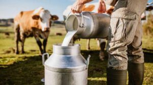 La exportación de leche bajó el 2025