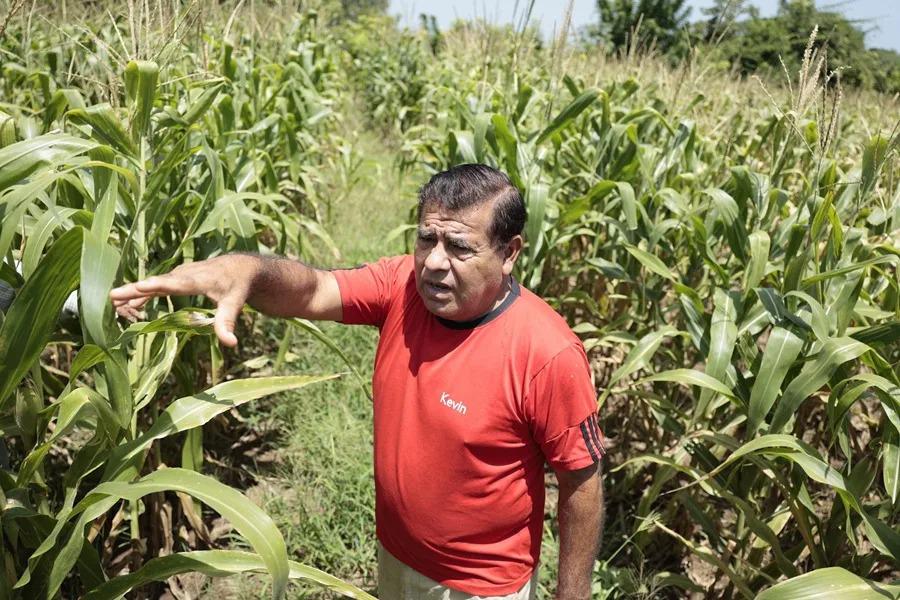 terreno de maiz