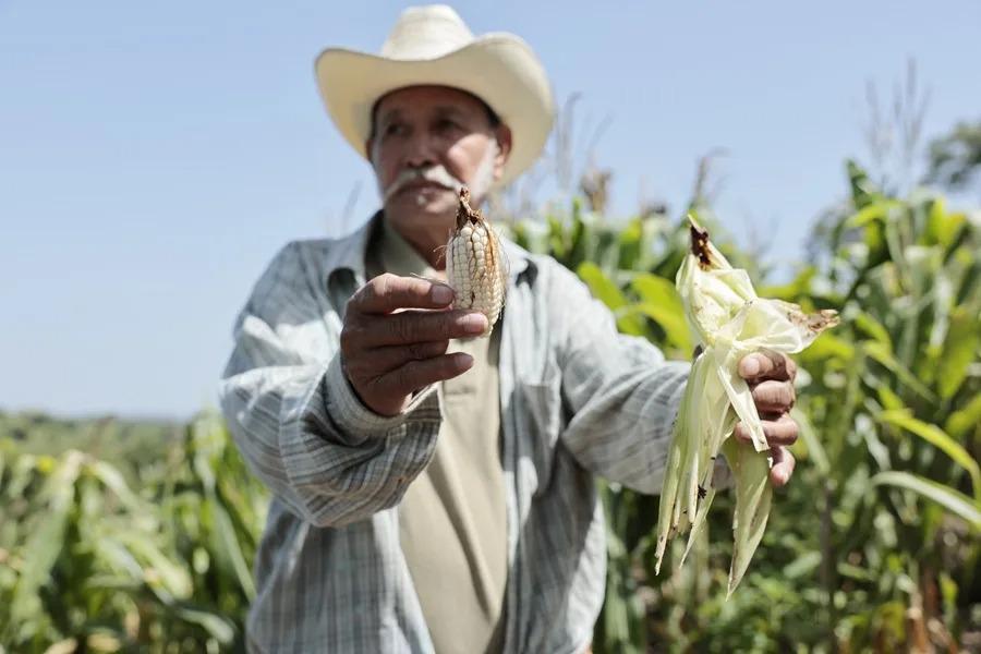 terreno de maiz