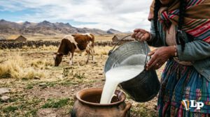 leche en el altiplano