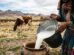 leche en el altiplano