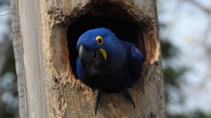 Un pichon de paraba azul