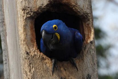 Un pichon de paraba azul