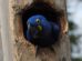 Un pichon de paraba azul