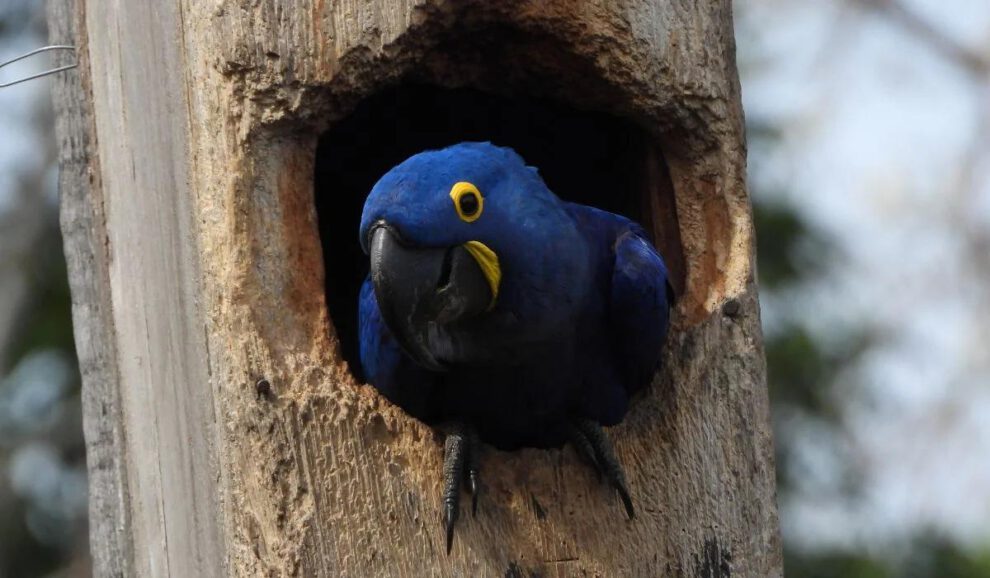Un pichon de paraba azul