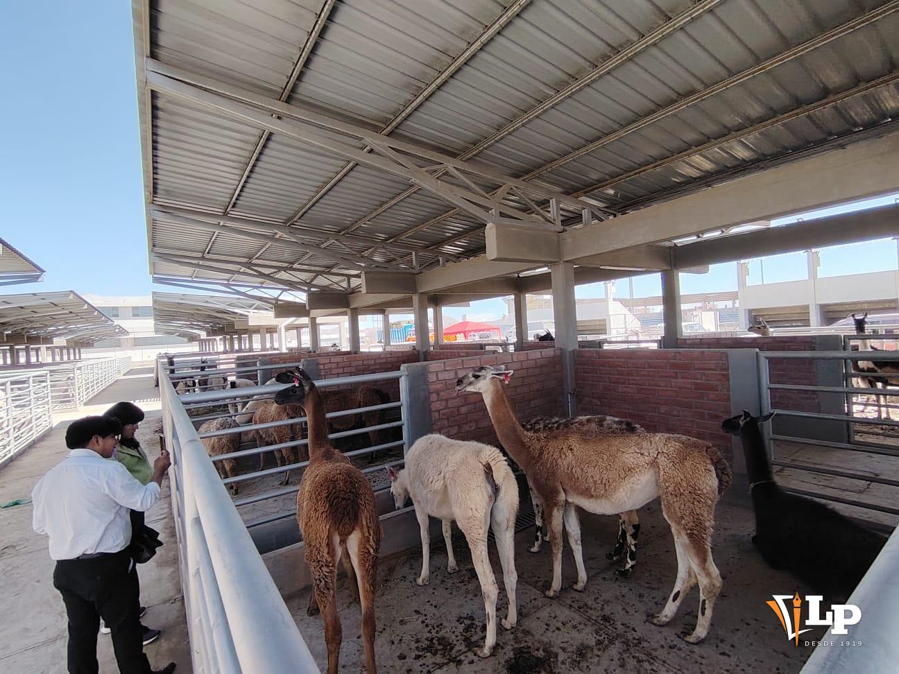 llamas de Oruro