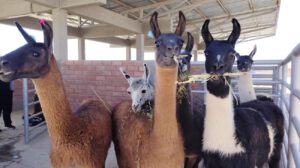 llamas de Oruro