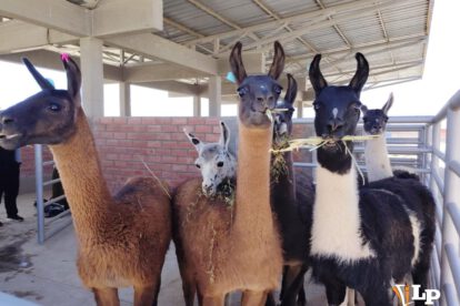 llamas de Oruro