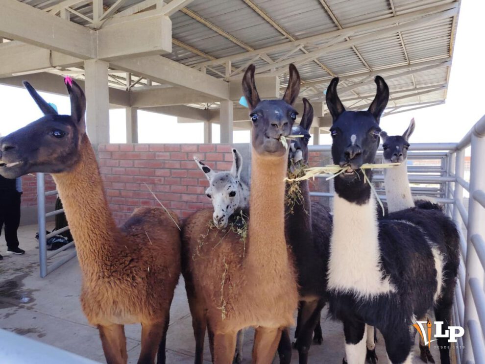 llamas de Oruro