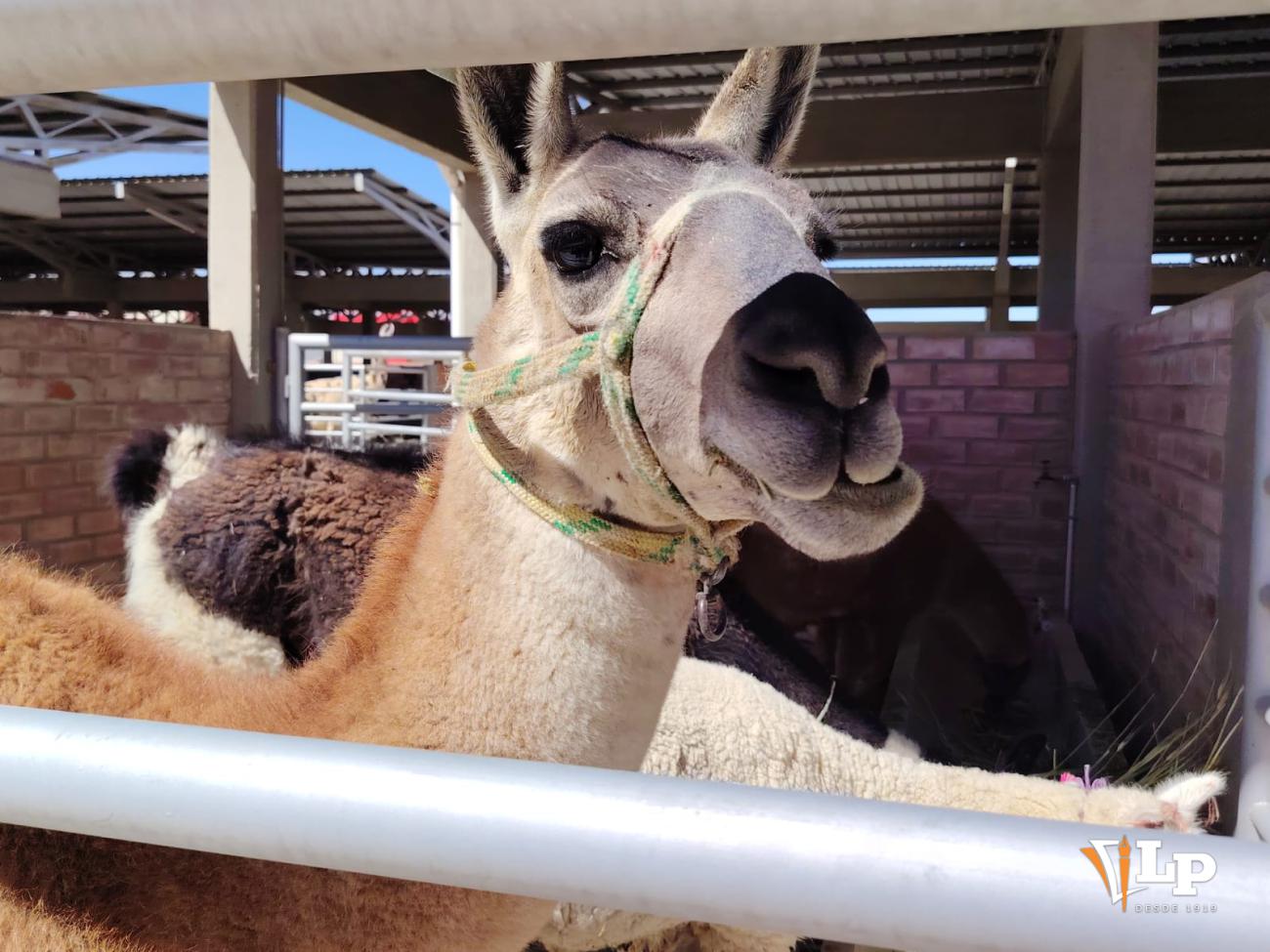 llamas de Oruro