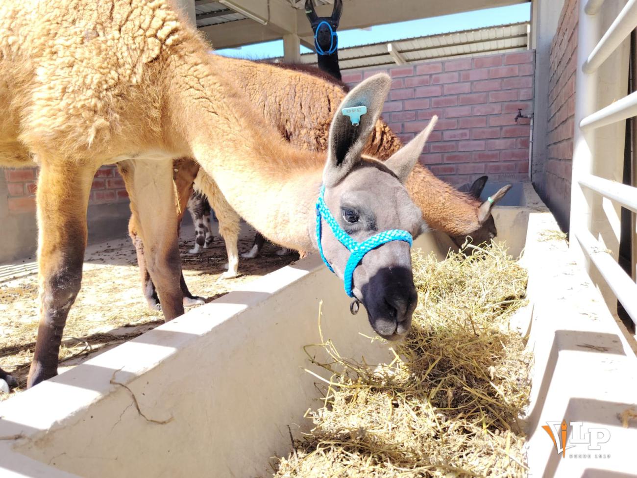 llamas de Oruro