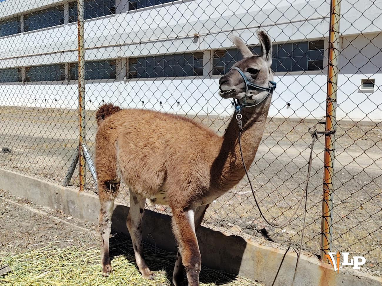 llamas de Oruro