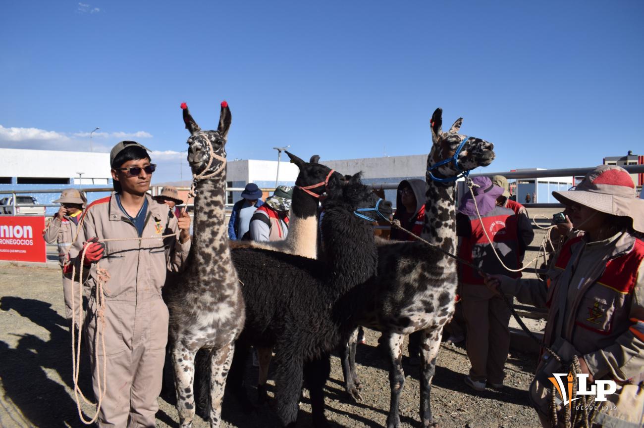 llamas de Oruro