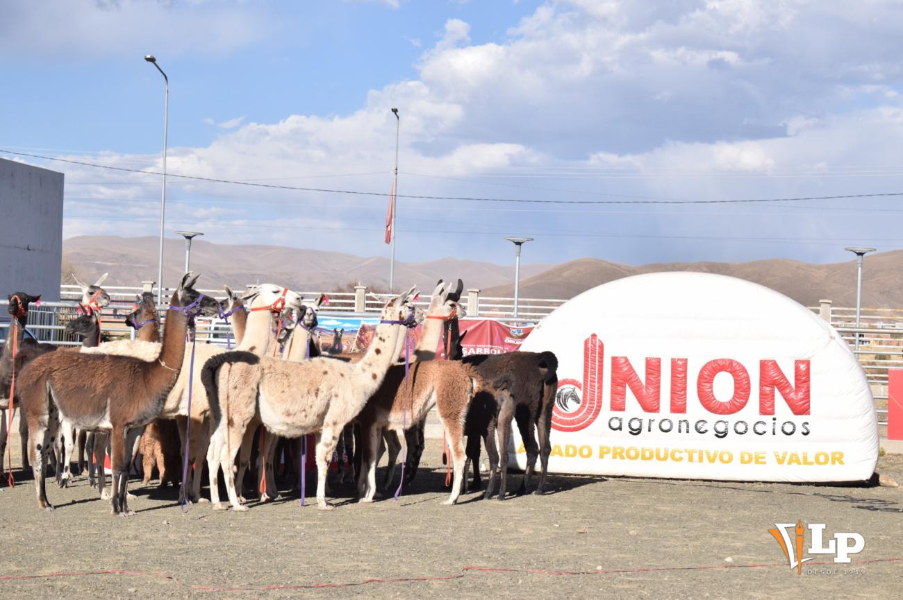 llamas de Oruro