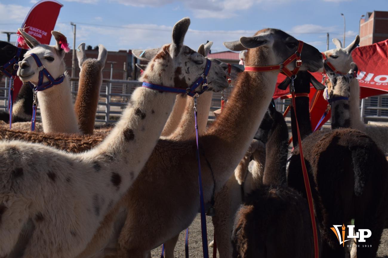 llamas de Oruro