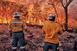 incendio forestal