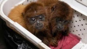 Monos aulladores